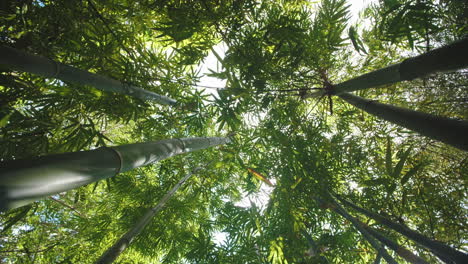 Girando-Un-Bosque-De-Bambú-Natural-Con-Rayos-De-Sol-Brillando