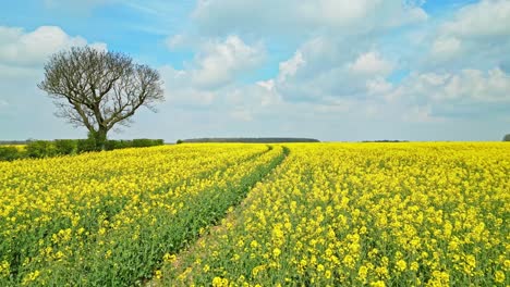 Unglaubliche-Drohnenaufnahmen-Einer-Wunderschönen-Gelben-Rapsernte-Auf-Dem-Feld-Eines-Bauern-In-Lincolnshire