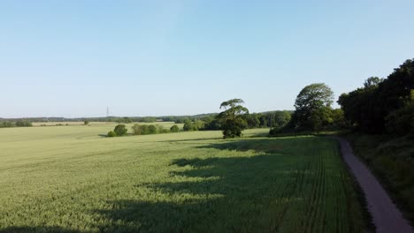 Luftaufnahme-über-Grünem-Bio-Weizen,-Der-Bei-Sonnenaufgang-Am-Frühen-Morgen-Auf-Englischem-Ackerland-Wächst