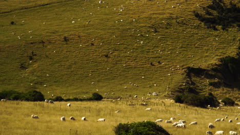 Curvy-New-Zealand-meadows-filled-with-white-sheep,-handheld-view