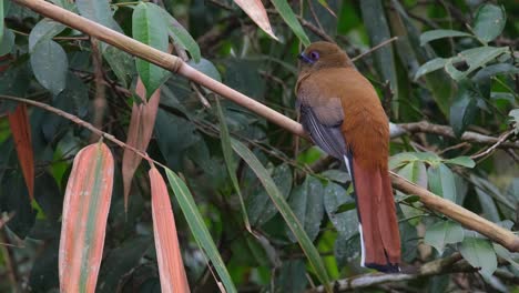 Captured-from-its-back-while-the-camera-zooms-out,-Red-headed-Trogon-Harpactes-erythrocephalus,-Female,-Thailand