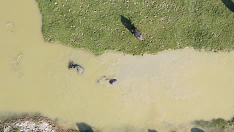 Aerial-top-down-view-of-herd-of-Buffalos-swimming-inside-brown-murky-muddy-river