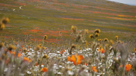 Meer-Aus-Orangefarbenen-Kalifornischen-Mohnblumen-Im-Antelope-Valley