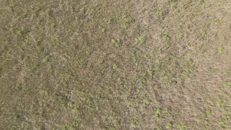 Vertical-aerial:-Marshy-grassland-savanna-of-Florida-everglade-swamp
