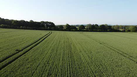 Luftaufnahme-Grüner-Bio-Weizenpflanzen,-Die-Während-Des-Sonnenaufgangs-Am-Frühen-Morgen-Auf-Englischer-Ackerlandlandschaft-Wachsen
