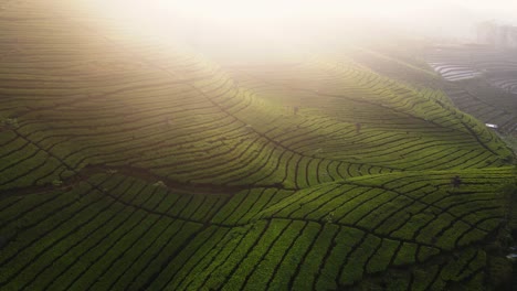 Drone-camera-fly-over-green-tea-farm-in-sunrise-time