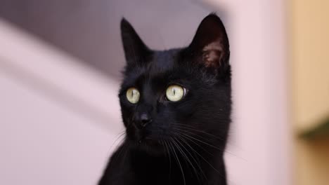 Closeup-Headshot-Of-Black-Cat-Outside-The-House