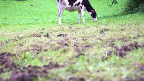 Cows-graze-in-farmland-cattle-raising-pastoral-concept