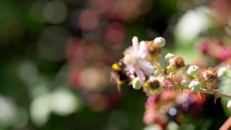 Blackberry-bush-with-bumblebee-landing-on-blooming-flower-in-summer,-focus-pull