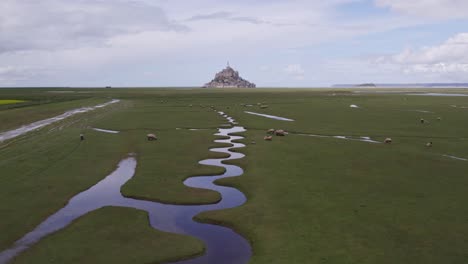 Flock-of-sheep-grazing-at-Mont-Saint-Michel-during-low-tide,-aerial