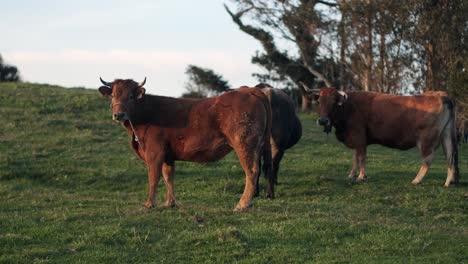 Vacas-Españolas-Disfrutando-De-La-Puesta-De-Sol-En-Asturias,-Norte-De-España