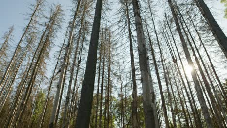 Stämme-Und-Baumkronen-Toter,-Trockener-Fichtenwälder,-Die-Vom-Borkenkäfer-In-Der-Tschechischen-Landschaft-Heimgesucht-Wurden
