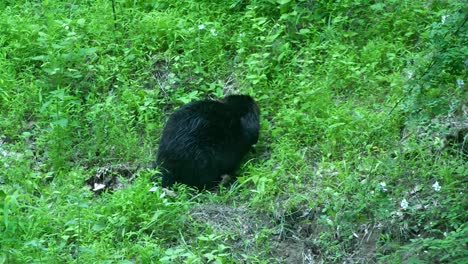Beaver-search,-walks,-crawls-through-grassy-hillside,-stands-up-on-legs-to-look
