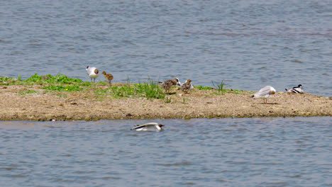 Arctic-Tern-seabird-on-marshlands.-UK,-summer