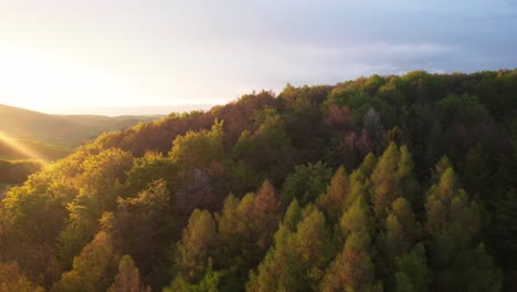 Wild-Spring-Broad-leaved-Forest-Treetops-lit-by-Setting-Sun-Light---aerial-flyover