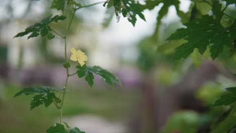 Lone-wild-yellow-flower-drifting-in-breeze-creating-a-calm-scene,-closeup
