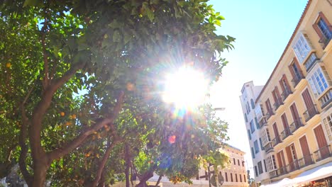Orange-trees-and-sunflares-lining-Malaga-spain-old-town,-cityscape