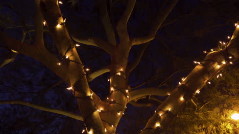 Christmas-Decorated-Palo-Verde-Tree-at-Night-in-Mesa,-Arizona