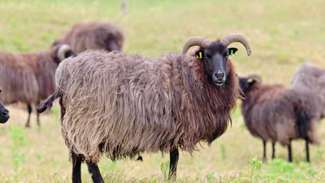 Hebridean-sheep,-adult,-grazing-coastal-grassland,-reserve-habitat-management,-Gibraltar-Point-N