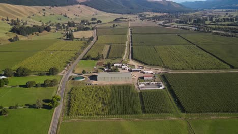 Aerial-view-of-hop-farm-plantation