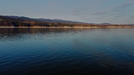 Flock-Of-Wading-Ducks-On-Calm-Waters-Of-Lake-Czorsztynskie-In-Malopolska-Poland,-Europe