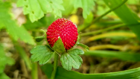 Closeup-view-of-a-fresh-wild-strawberry-in-a-forest