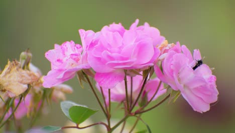 Wespe-Auf-Rosa-Blume-Schöne-Rosa-Pfingstrose-Hintergrundblume-Im-Freien,-Wespe,-Nahaufnahme