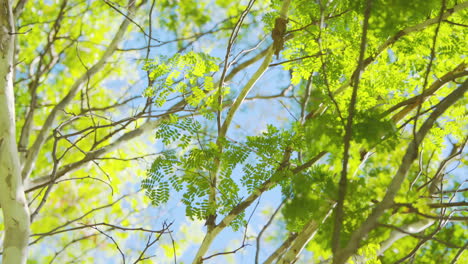 Vista-Tranquila-De-Hojas-Verdes-Detalladas-De-Un-árbol-De-Leopardo-Retroiluminado-Con-Sol,-Cielo-Azul-Entorno-De-Bosque-Feliz