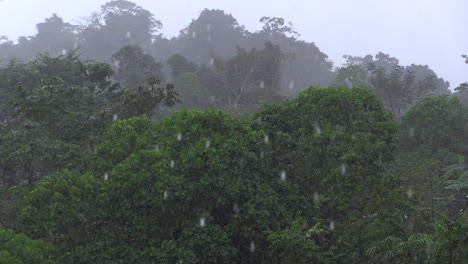 Regen-Auf-Dem-Blätterdach-Der-Hügel-Im-Wald-Mit-Nebel