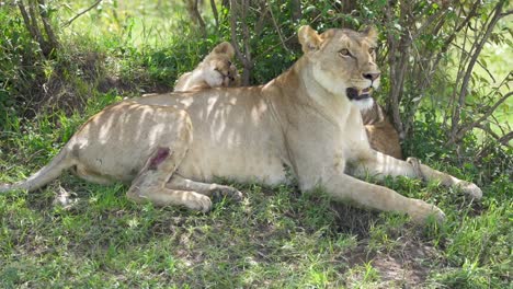 Mother-Lioness-and-two-cubs-laying-in-the-shade