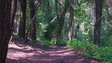 Woodland-path-leading-through-a-lush-green-woodland-forest