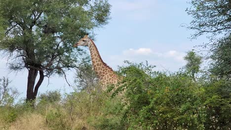 Giraffe-standing-still-in-African-bush-surrounded-by-thorn-trees,-tracking-shot