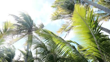 Palmen-Wiegen-Sich-Im-Wind-Auf-Einem-Tropischen-Inselparadies