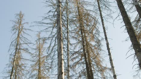 Dead-dry-spruce-forest-hit-by-bark-beetle-in-Czech-countryside-with-branches-in-the-foreground