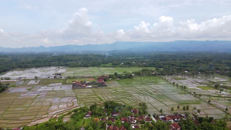 Aerial-drone-of-rice-field-in-countryside