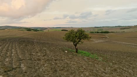 Aerial-of-a-lone-tree-in-the-middle-of-a-ploughed-field-in-Tuscany,-Province-of-Siena,-Italy
