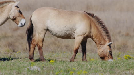 Group-of-wild-Przewalski-horses-grazing-and-standing-prairie