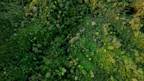 Top-view-drone,-dense-tropical-rainforest-covering-mountain-slope,-Indonesia