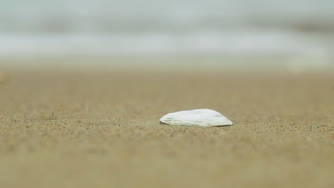 Seashells-on-the-white-sand-beach-in-summer,-calm-waves,-Baltic-sea-coastline,-summer-vacation,-relaxation,-ocean,-travel-concept,-low-closeup-shot,-shallow-depth-of-field