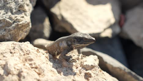 Close-up-shot-at-wild-lizard-Gallotia-intermedia,-sitting-on-rock-and-looking-around