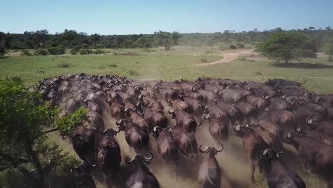 A-drone-shot-of-a-buffalo-stampede-in-the-African-bush