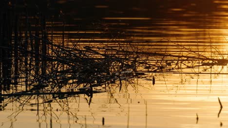 Goldene-Reflexion-Des-Sonnenuntergangs-In-Einem-See-Mit-Schilf-Darin