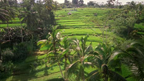 Fast-drone-flight-over-palms-trees-surrounded-by-rice-fields-in-a-remote-tropical-forest-of-Bali,-Indonesia-4k---cinematic-agriculture-tourism-destination-shot