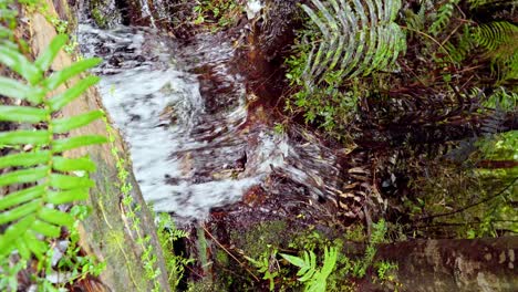 Vertical-view-of-a-river-with-a-small-waterfall-amidst-vegetation-in-the-Alerce-Andino-National-Park,-southern-Chile