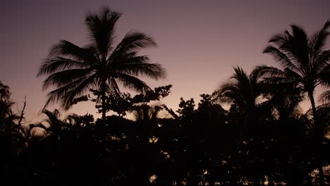 Sunrise-sunset-tropical-treescape-with-slight-breeze-moving-palm-trees