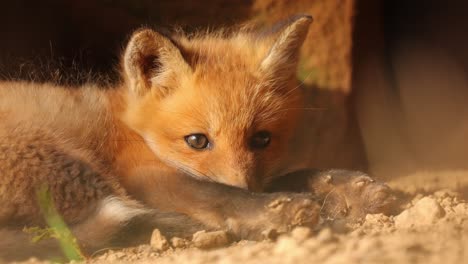 Close-up-of-an-American-Red-Fox-cub-curled-up-on-the-floor-near-an-urban-structure-as-it-looks-towards-the-camera