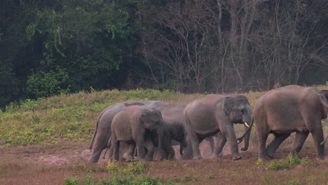 Seen-leaving-the-salt-lick-to-move-to-another-as-a-group-arrives-taking-some-minerals-lingering-for-a-moment-and-then-also-leaves,-Indian-Elephant-Elephas-maximus-indicus,-Thailand
