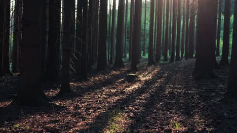 Schwenk-Eines-Wilden-Grünen-Waldes-Mit-Bäumen,-Die-Sich-Im-Sonnenlicht-Auf-Dem-Boden-Spiegeln,-Tschechische-Republik