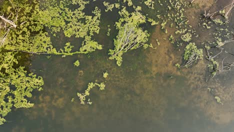 Lush-algae-blooms-on-a-marshy-portion-of-a-lake