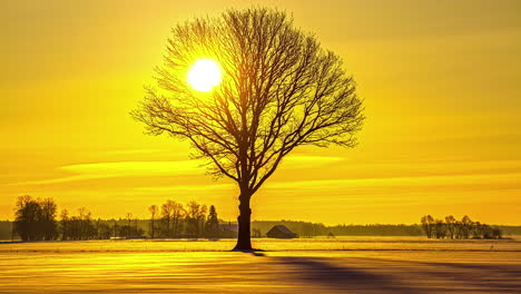 Sun-flowing-on-golden-sky-with-tree-silhouette-in-foreground,-time-lapse